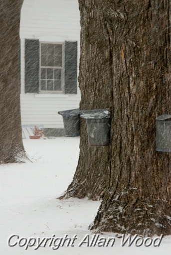 Snowy Maple Buckets NH2723.jpg